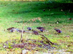 And at the beach saw our first Bar-shouldered Doves