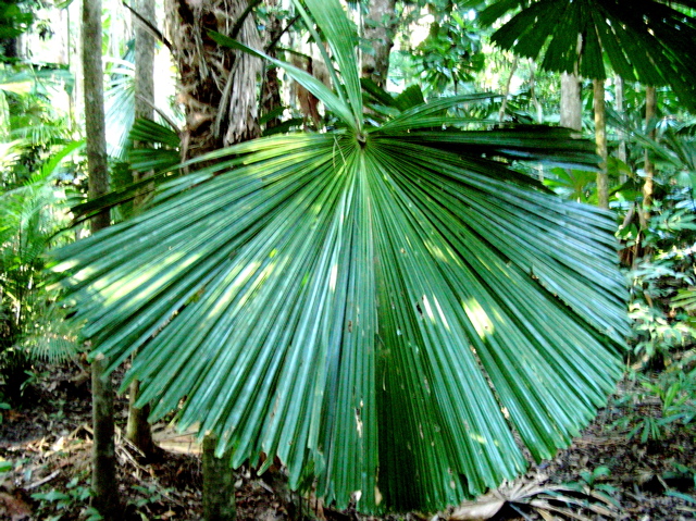 Fan Palm