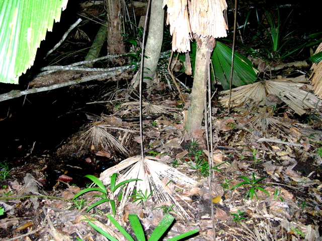 Nutrient-seeking roots