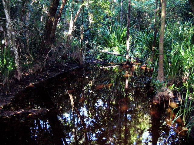 What a many-splendored mosaic of life forms