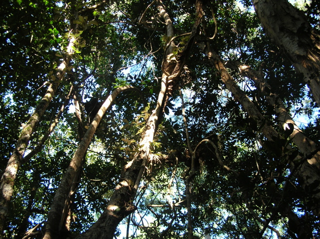 Epiphytes