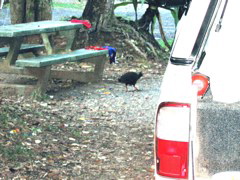 Orange-footed Scrubfowl