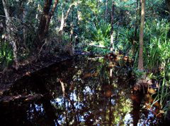 What a many-splendored mosaic of life forms