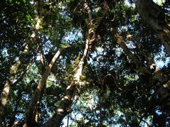 Epiphytes