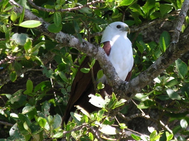 Brahminy Kite