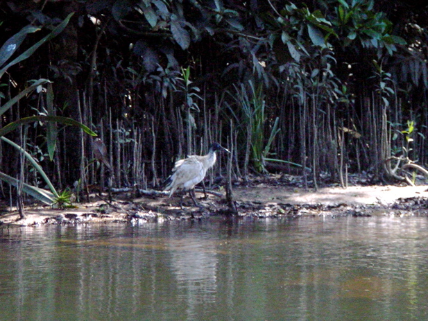 Australian White Ibis