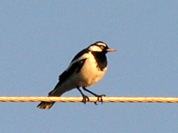 Magpie Lark