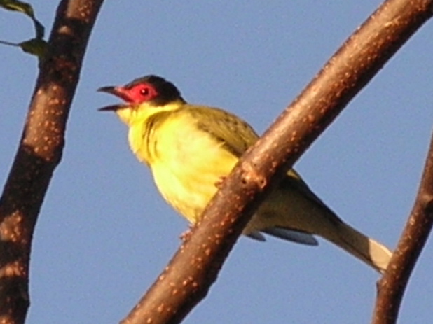 Figbird
