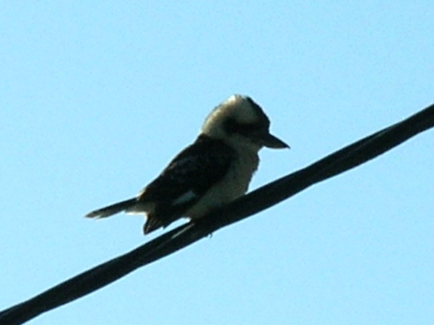 Laughing Kookaburra