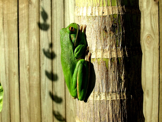 Tree Frog