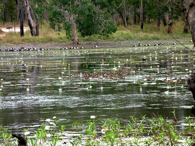 Magpie Geese