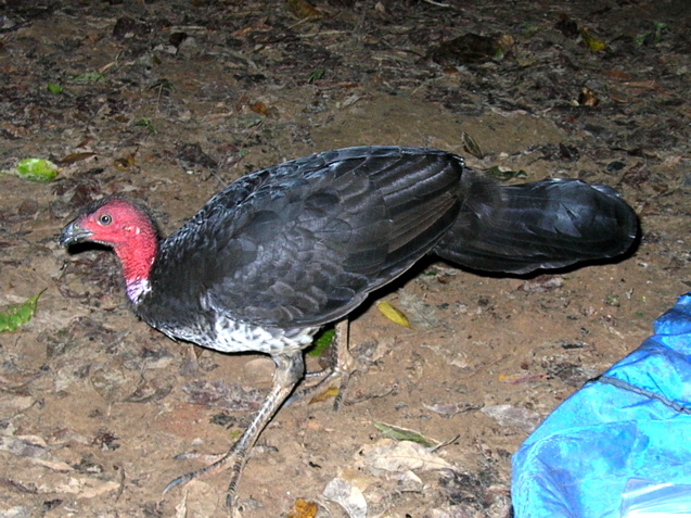 Brush Turkey in camp