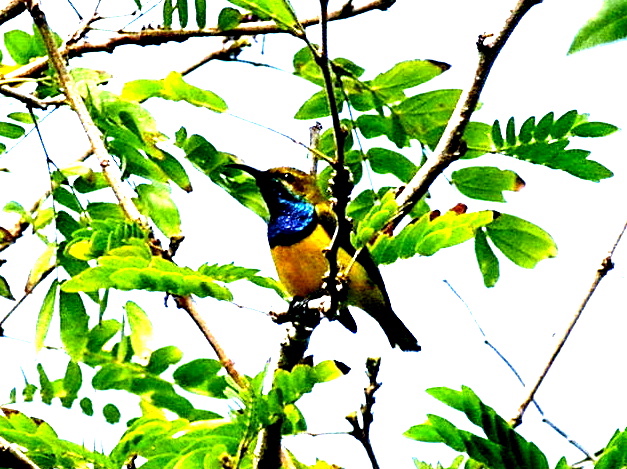 Yellow-bellied Sunbird