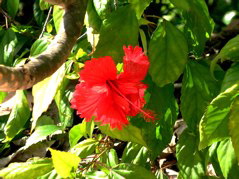 Hibiscus