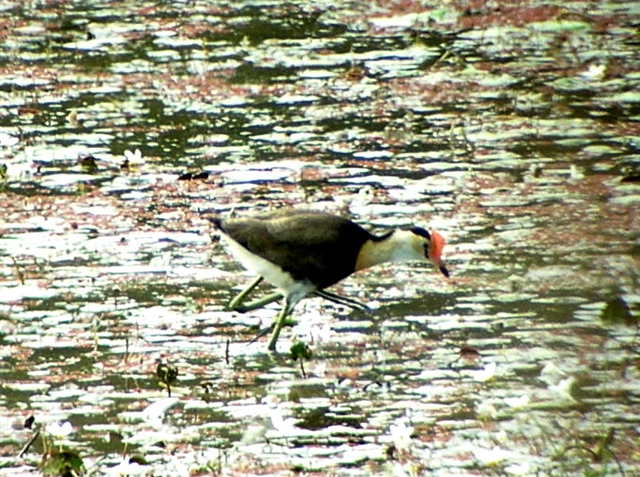 Comb-crested Jacana