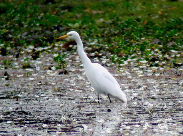 Great Egret