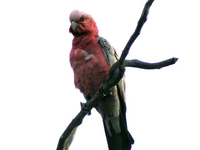 Galah
