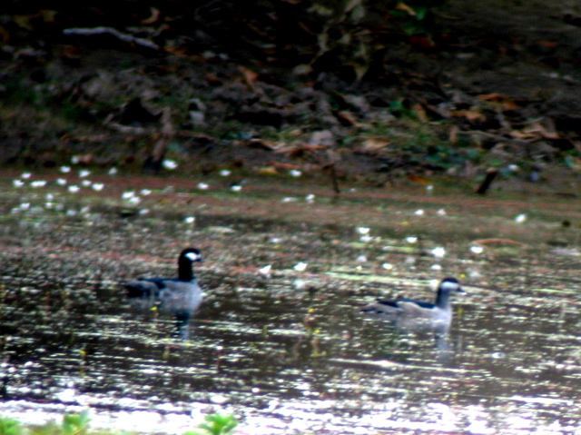 Green Pygmy-Geese