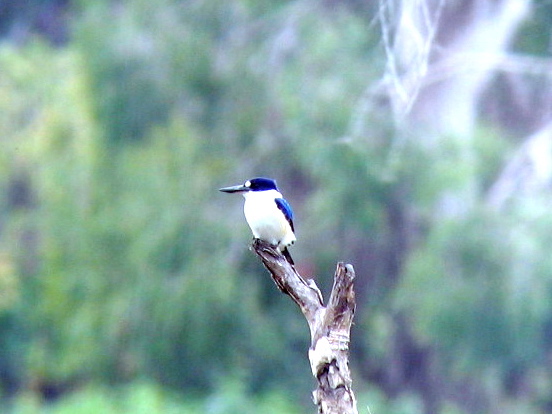 Forest Kingfisher