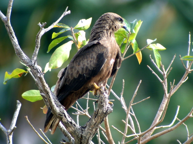 Black Kite