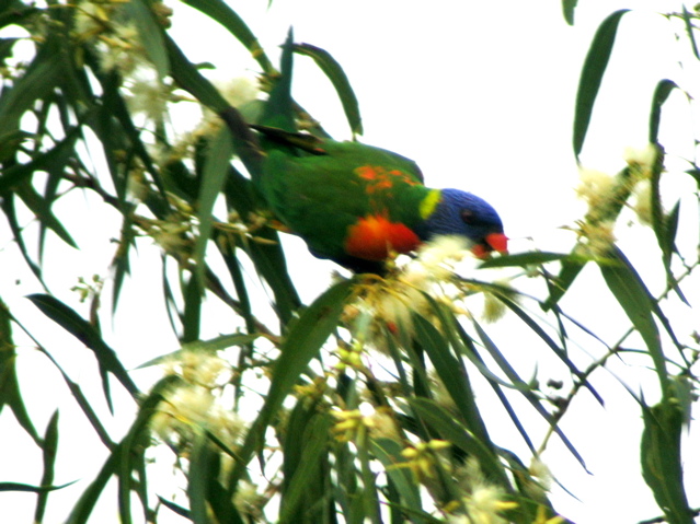 Rainbow Lorikeet