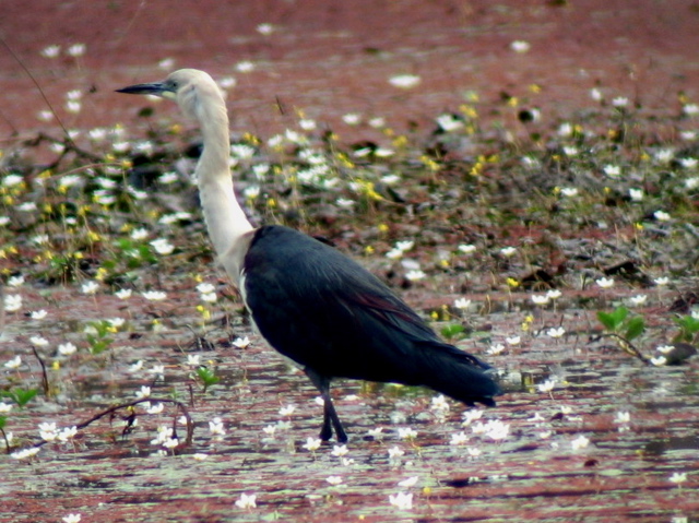 Pacific Heron