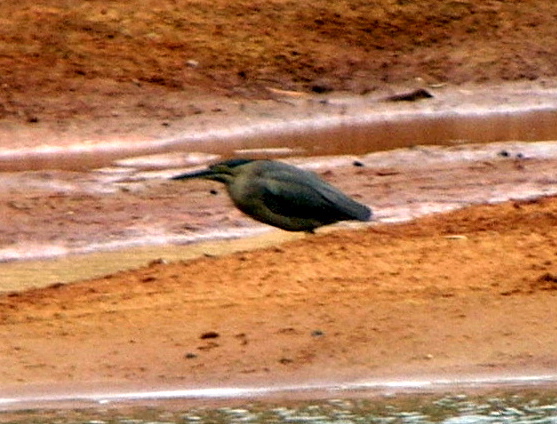 Striated Heron