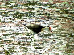 Comb-crested Jacana