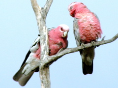 Galahs