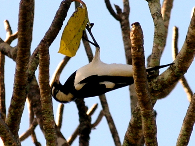 Magpie Lark, horizontal