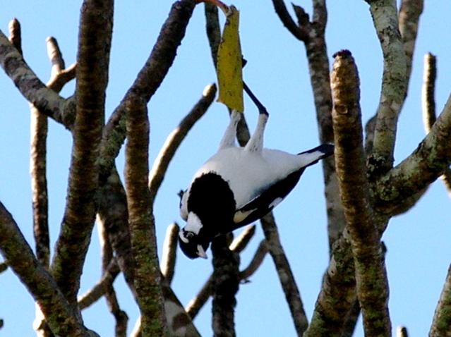Magpie Lark, vertical