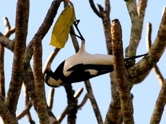 Magpie Lark, horizontal