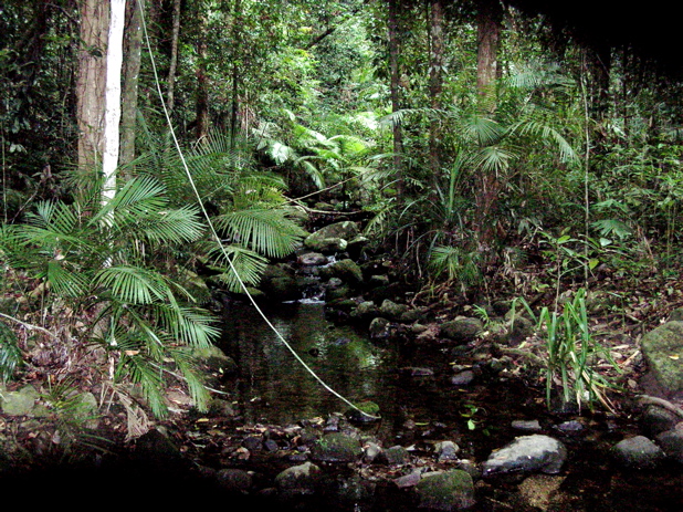 Mossman Gorge