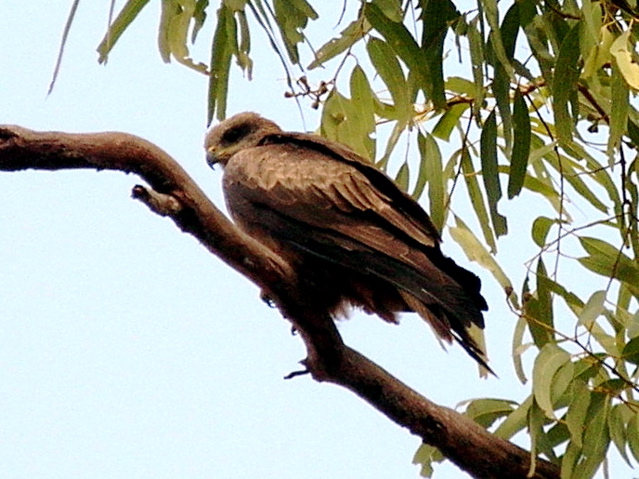 Whistling Kite