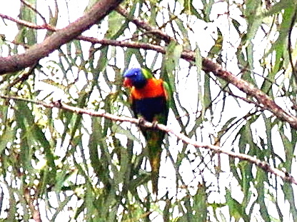 Rainbow Lorikeet