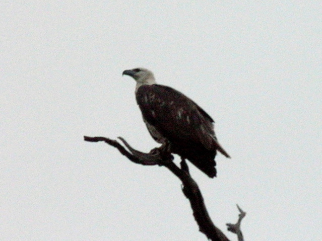 White-bellied Sea Eagle