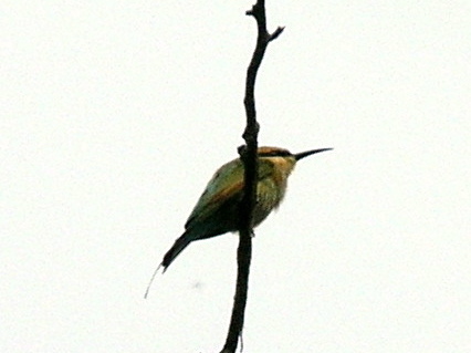 Rainbow Bee-eater