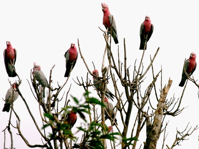 Galahs