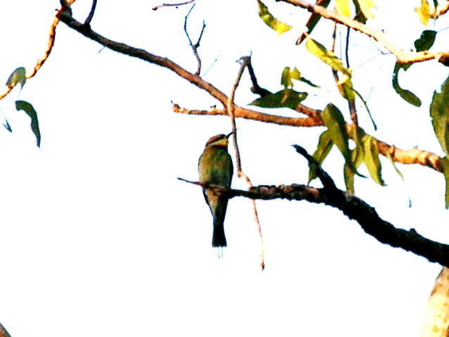 Rainbow Bee-eater