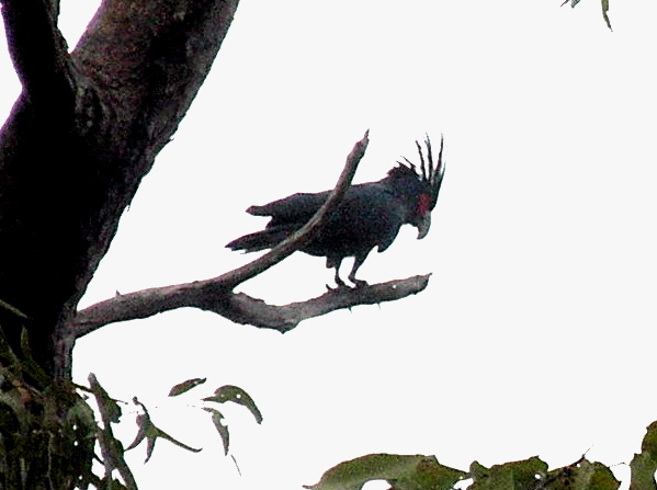 Our morning treat--a Palm Cockatoo!
