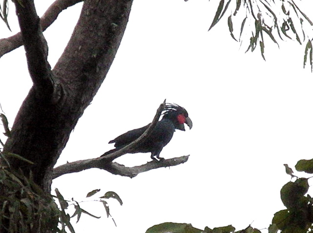 And it's a squawker!