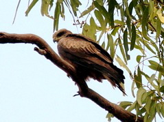 Whistling Kite
