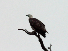 White-bellied Sea Eagle