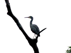 White-faced Heron 