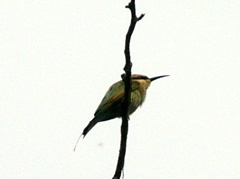 Rainbow Bee-eater