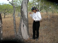 Patsy in the field - aboriginal bark stripping