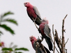 Galahs