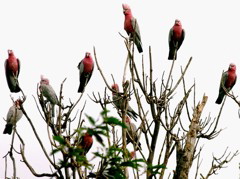 Galahs