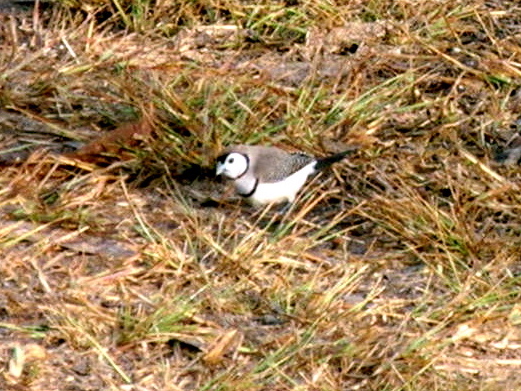 Double-barred Finch