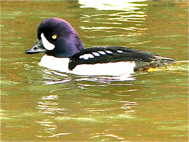 Barrow's Goldeneye (m)